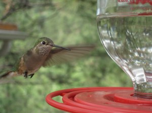 IMG_3543 Hummingbird